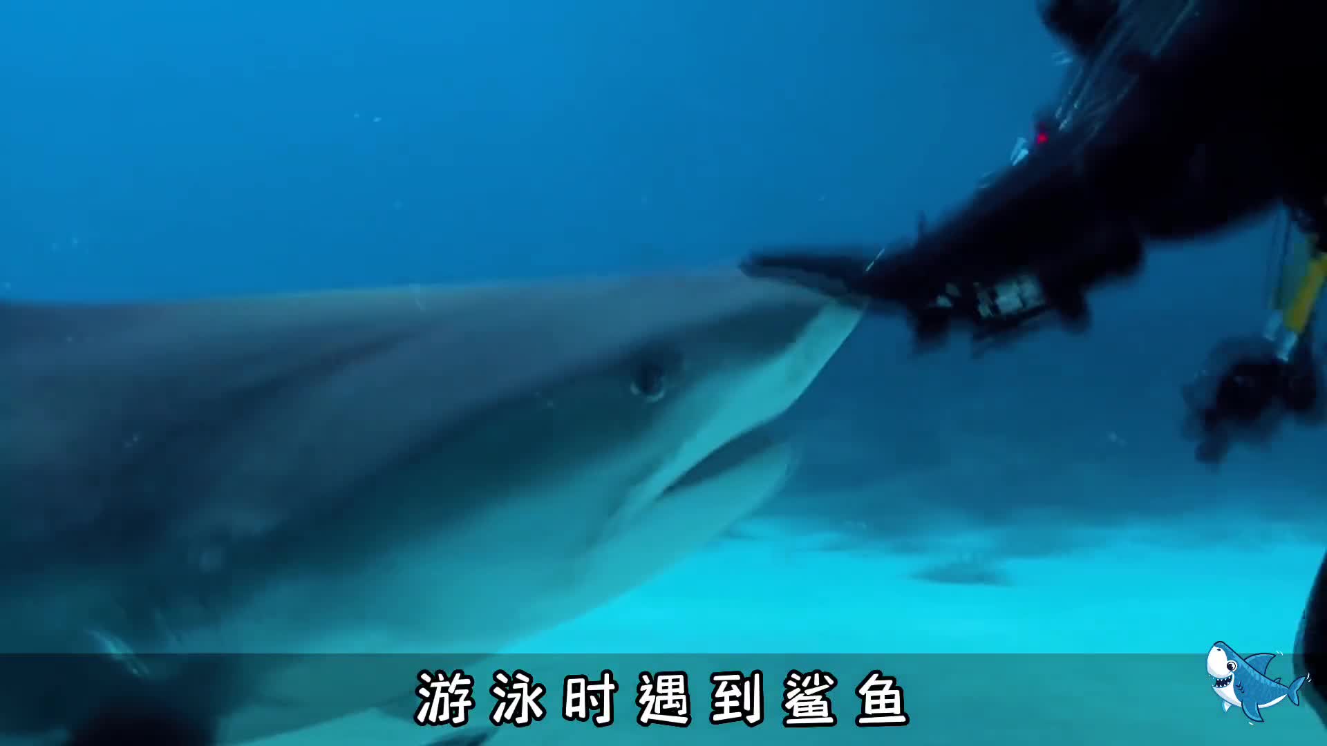 如果你正在海里泡澡遇到了大白鲨你该如何自救