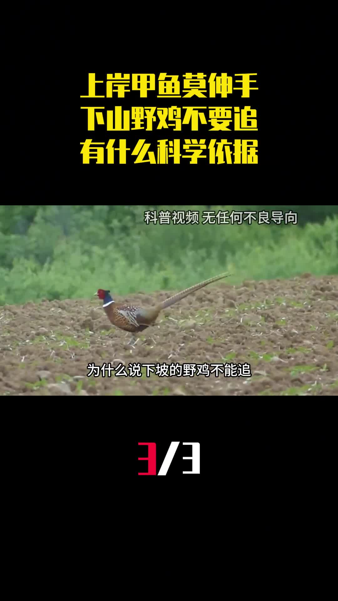 上岸甲鱼莫伸手下山野鸡不要追这俗语有什么科学依据3