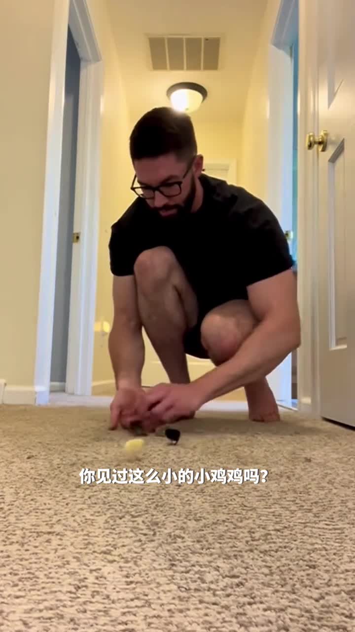 微小可爱的彩鹑雏鸟你见过比这还可爱的吗