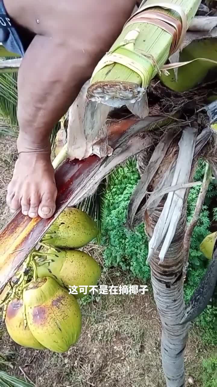 你以为是在摘椰子其实他们是在收集天然饮料