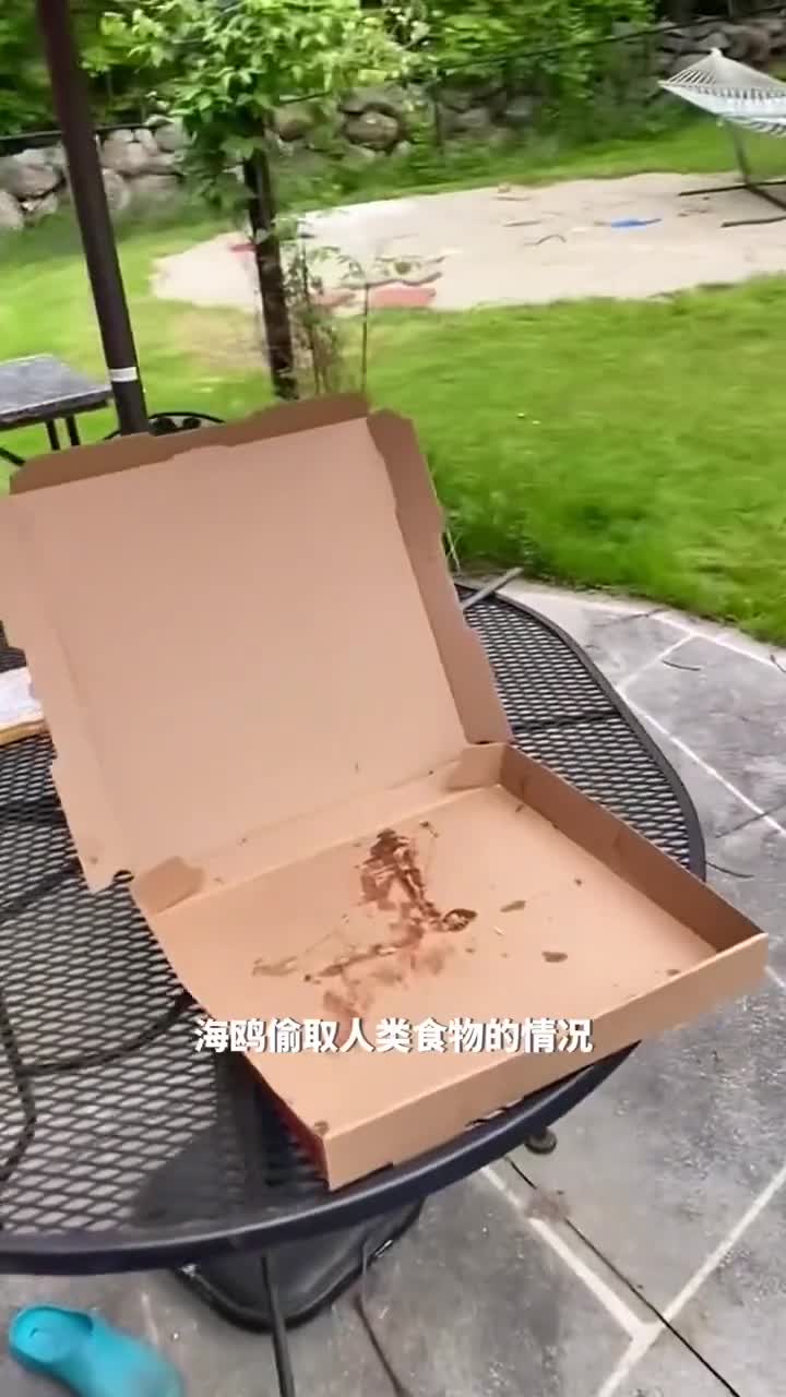 在沙滩上撒下薯片瞬间被成群海鸥包围