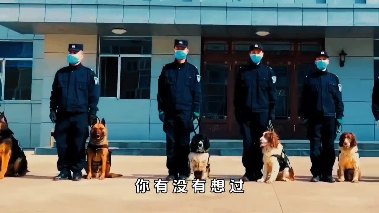 退役后的警犬都去哪了为何生活中很难看到有人领养警犬