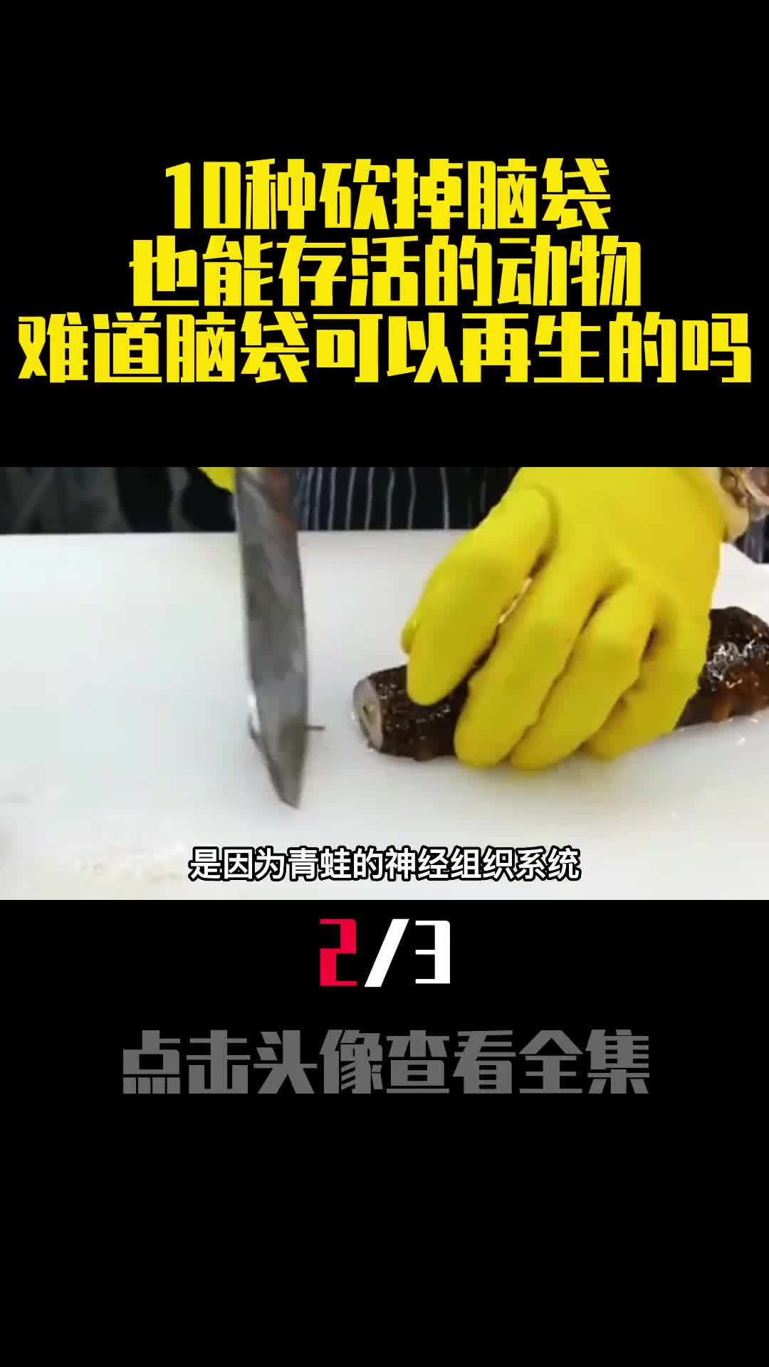 10种砍掉脑袋也能存活的动物难道脑袋可以再生的吗2