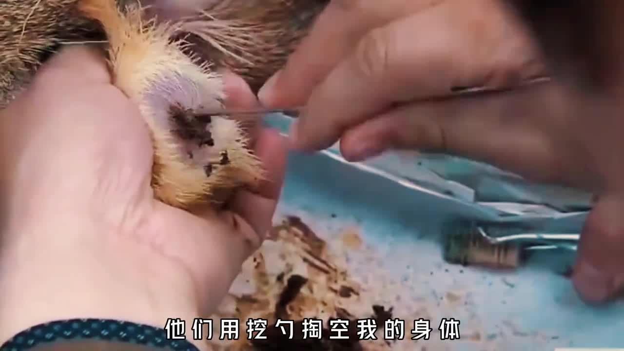 为什么麝香比黄金还贵该怎样采集它