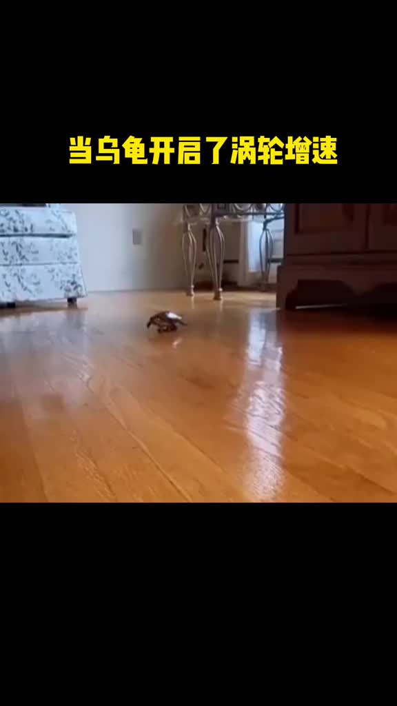 当乌龟开启了涡轮增速甚至它自己也不知道为什么可以这么快