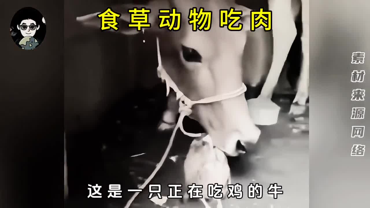 食草动物可以进化成食肉动物吗