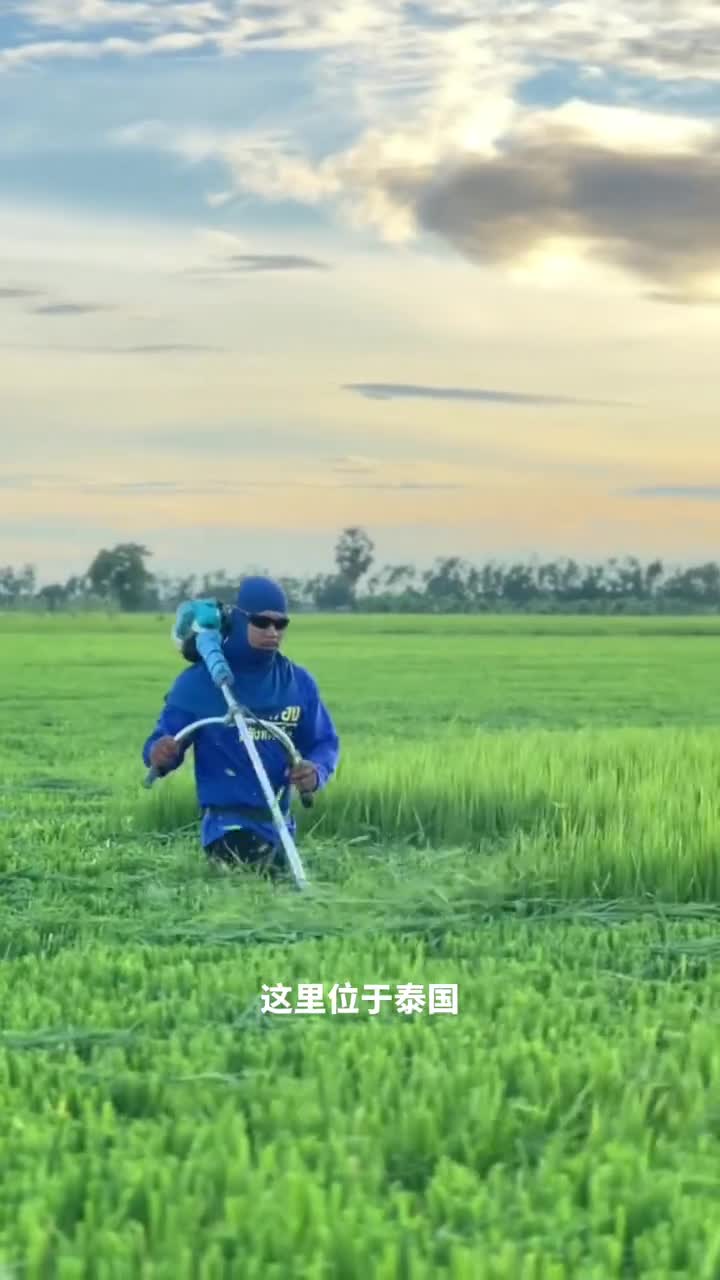 这可不是割草泰国稻农给水稻剪头