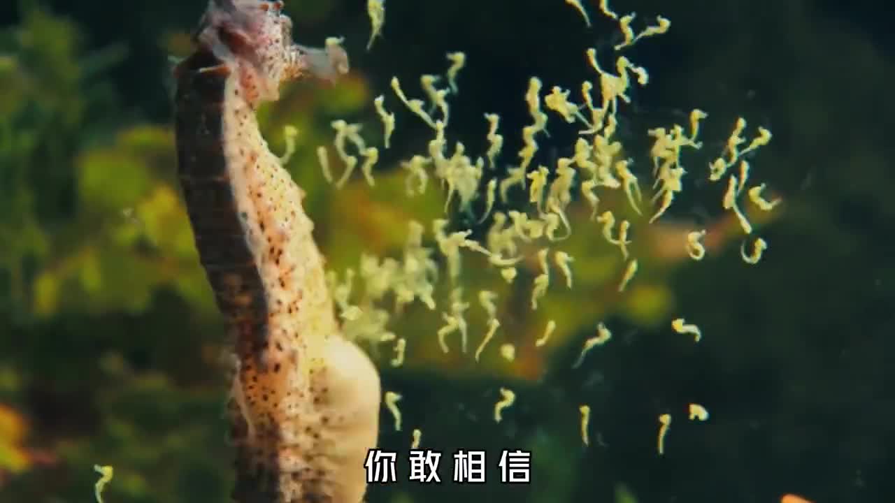 为什么海马是爸爸生孩子妈妈们在做什么呢