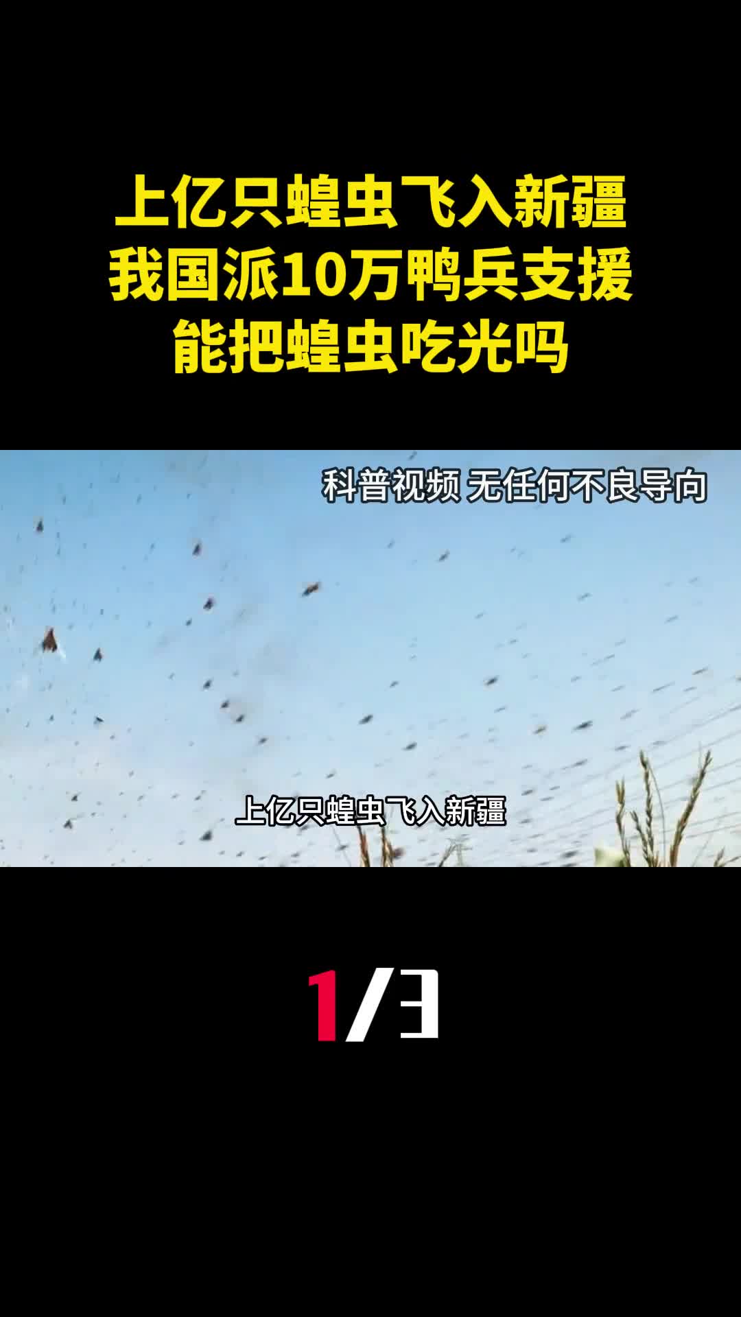 上亿只蝗虫飞入新疆我国派出10万鸭兵支援能把蝗虫吃光吗1