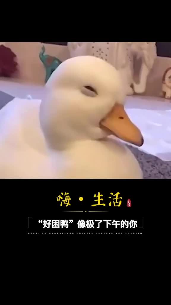 好困鸭也太太太可爱了吧看的我打哈欠了