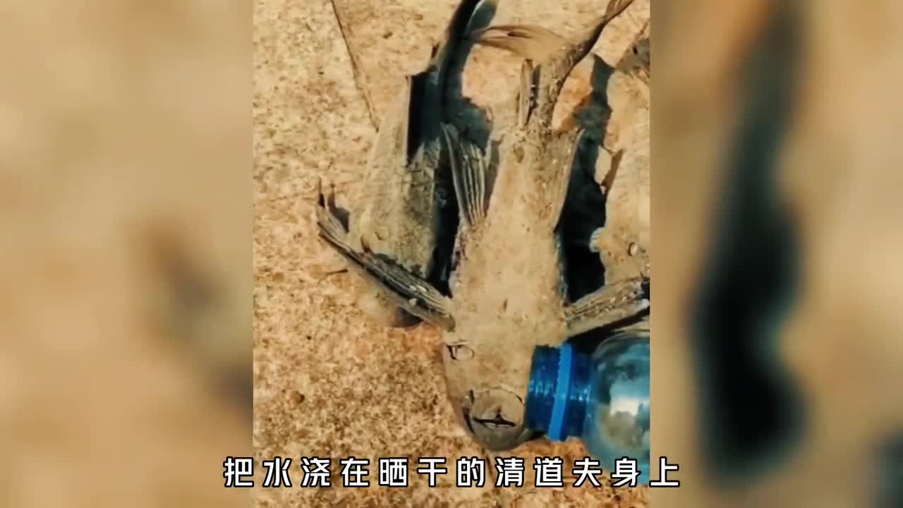 清道夫的生命力究竟有多顽强晒干电击砍头都不能将其消灭