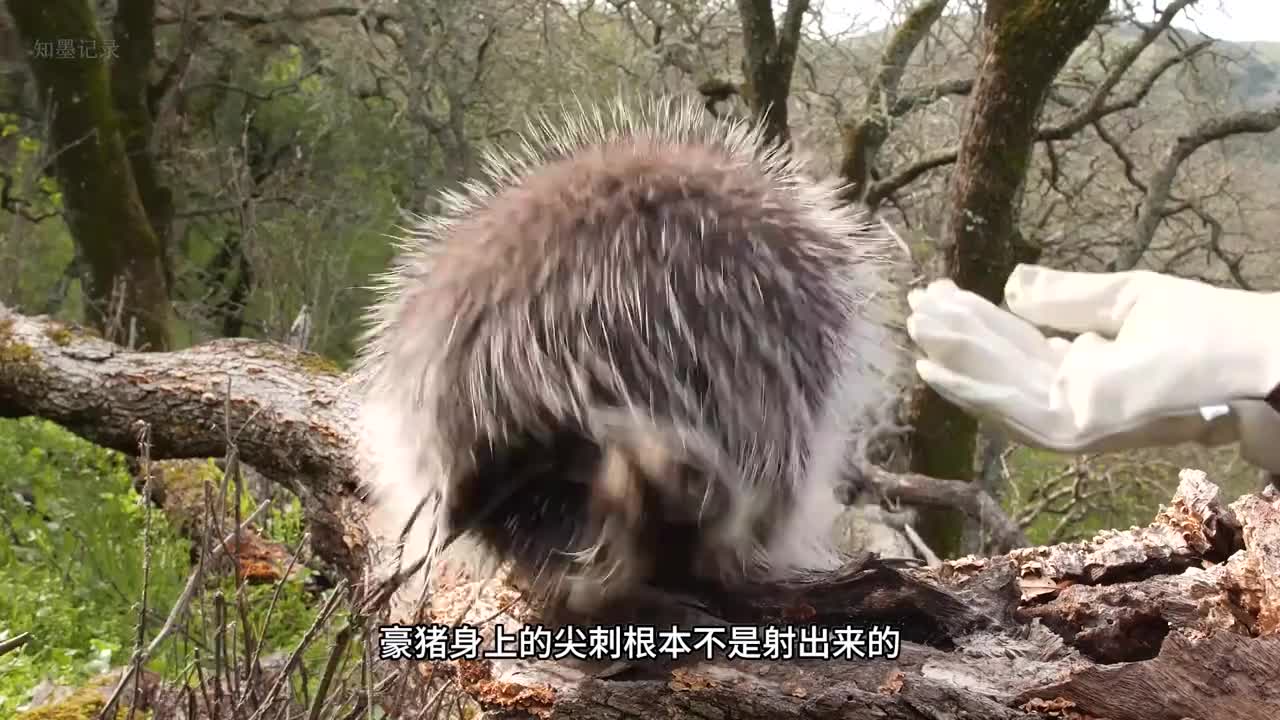 动物界最致命标枪一秒御敌三百招