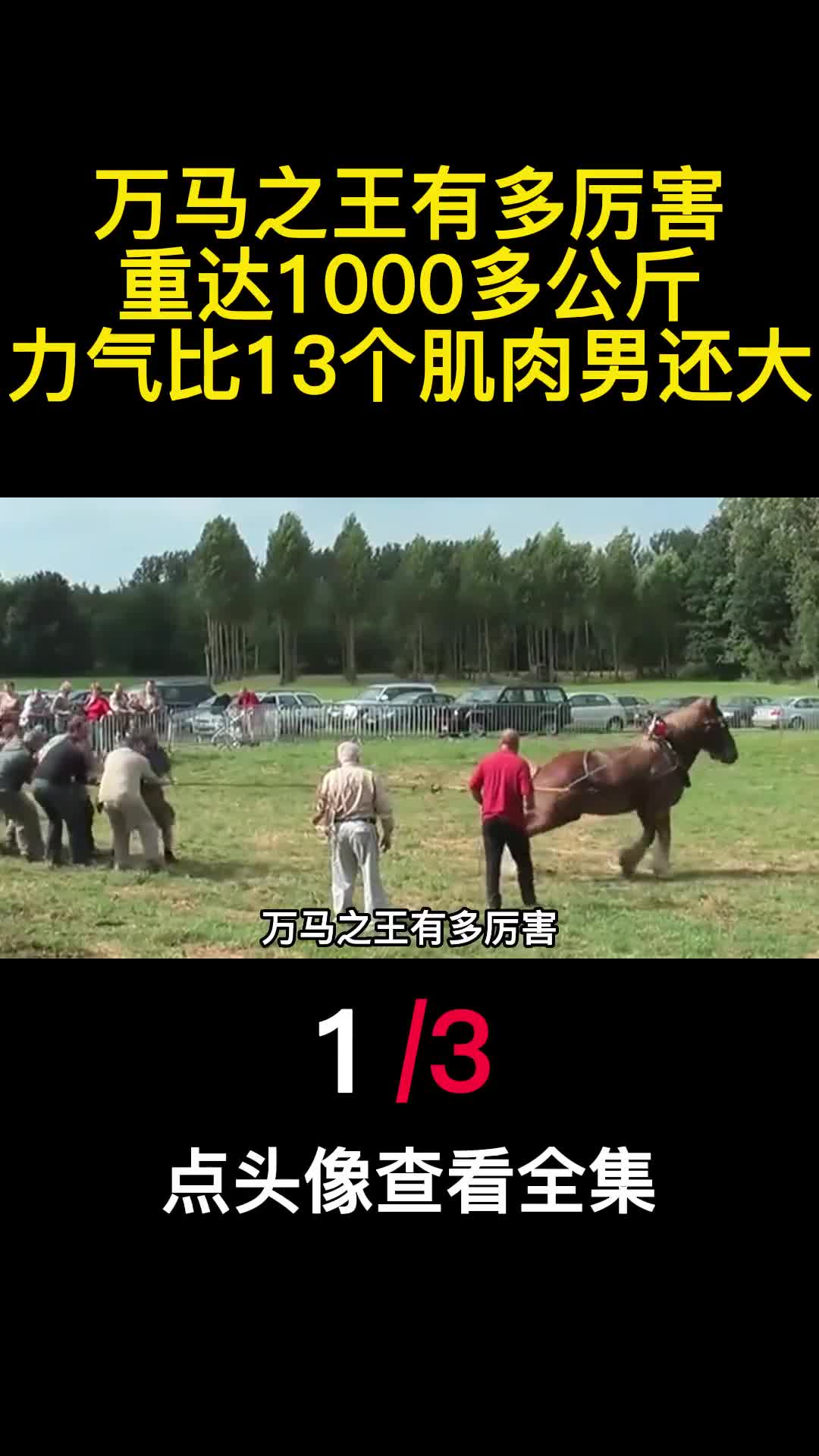 万马之王有多厉害重达1000多公斤力气比13个肌肉男还大1