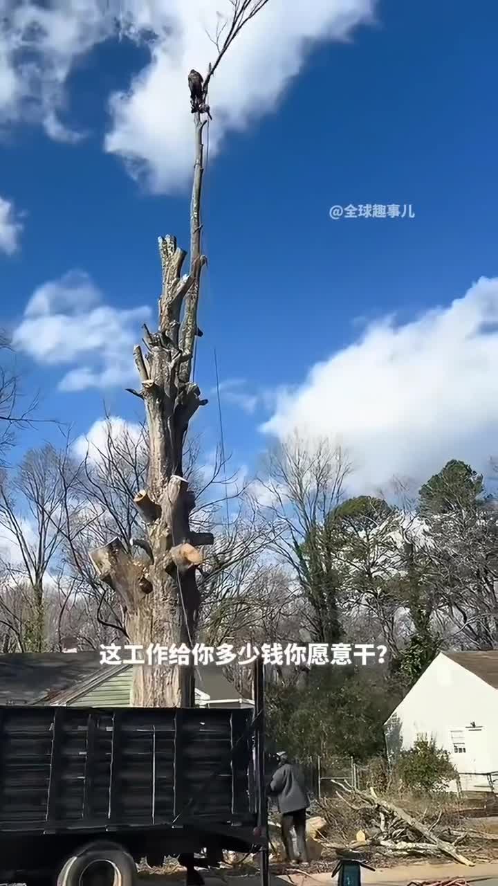 伐木工为何要爬到数十米高空砍伐伐木工人的惊心动魄