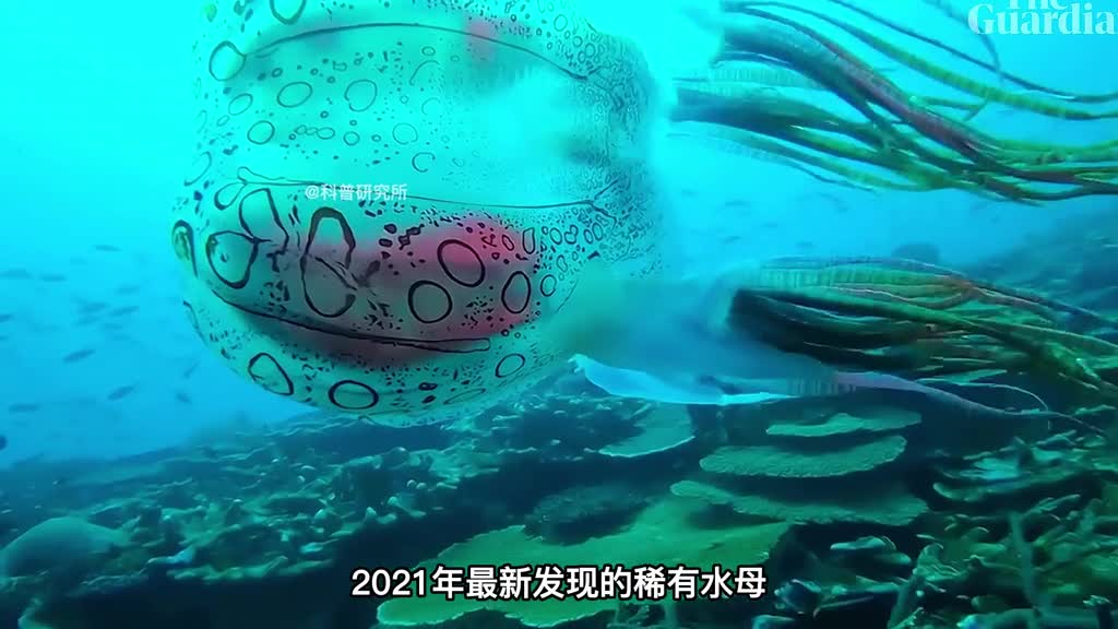 居然发现了一种特别造型的水母还有各种神奇水母大盘点二
