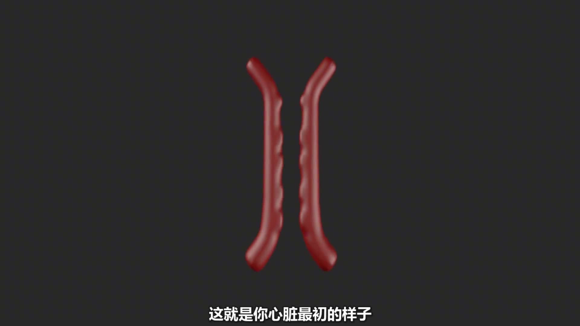 心脏的发育过程