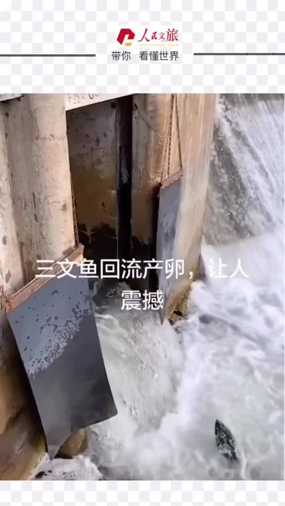 三文鱼逆流而上你呢困境中起来面对新生活