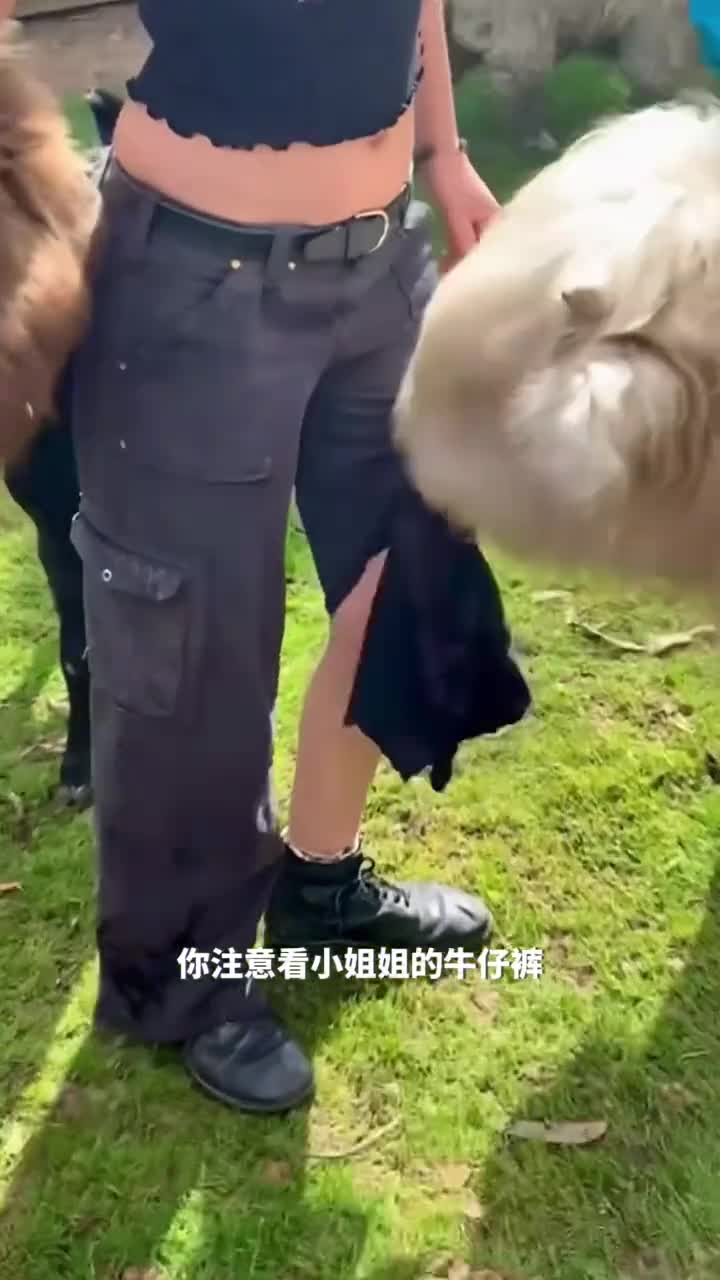 迷你高地奶牛迷人外貌无尽欢乐与陪伴