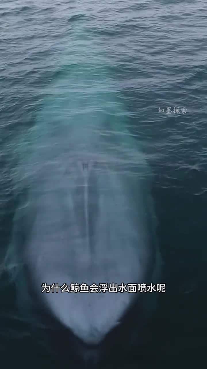 为什么鲸鱼会浮出水面喷水解释