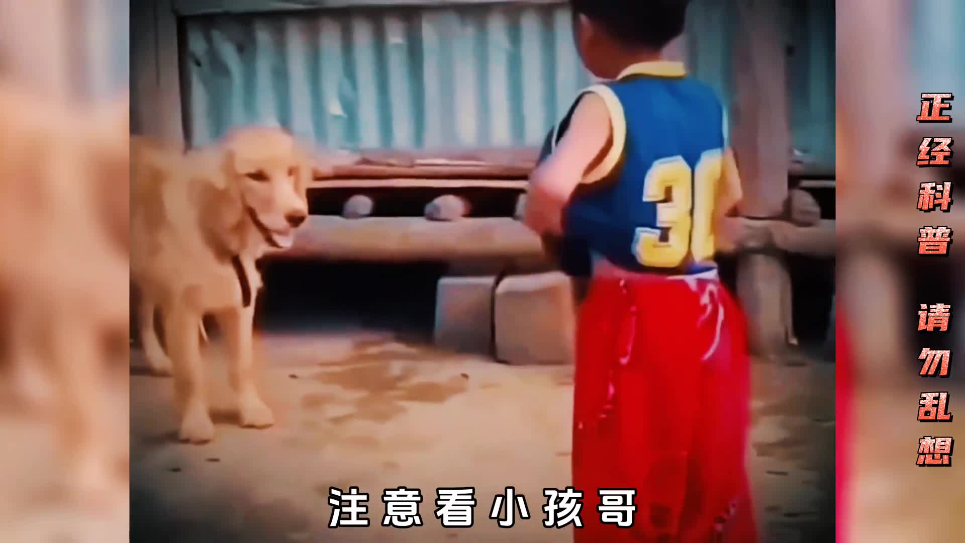 处于发情期的狗狗有哪些特点该如何增加它们的寿命