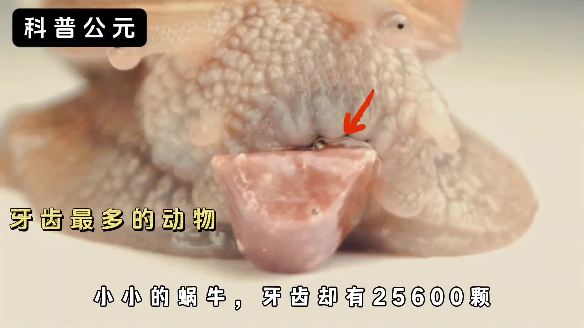 小小蜗牛竟然有25600颗牙齿嘴里有5排牙齿的动物你见过吗