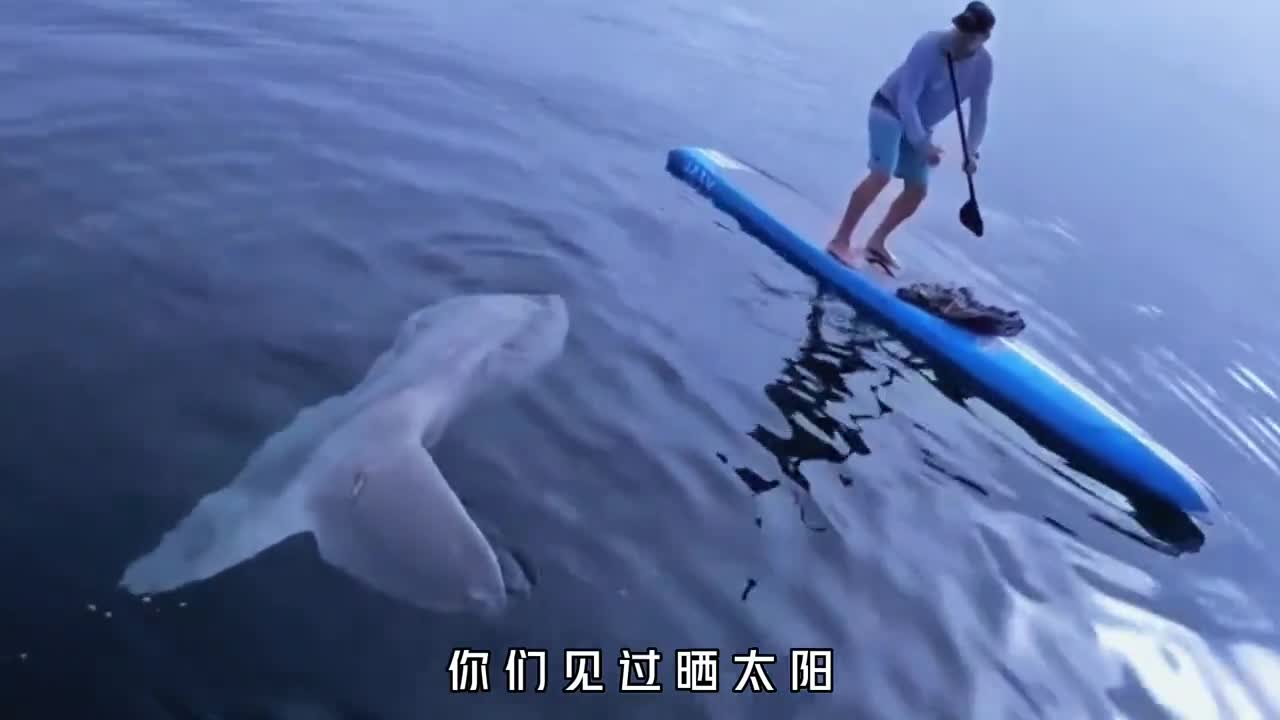 鱼的二哈晒太阳都能把自己晒死它究竟有多蠢