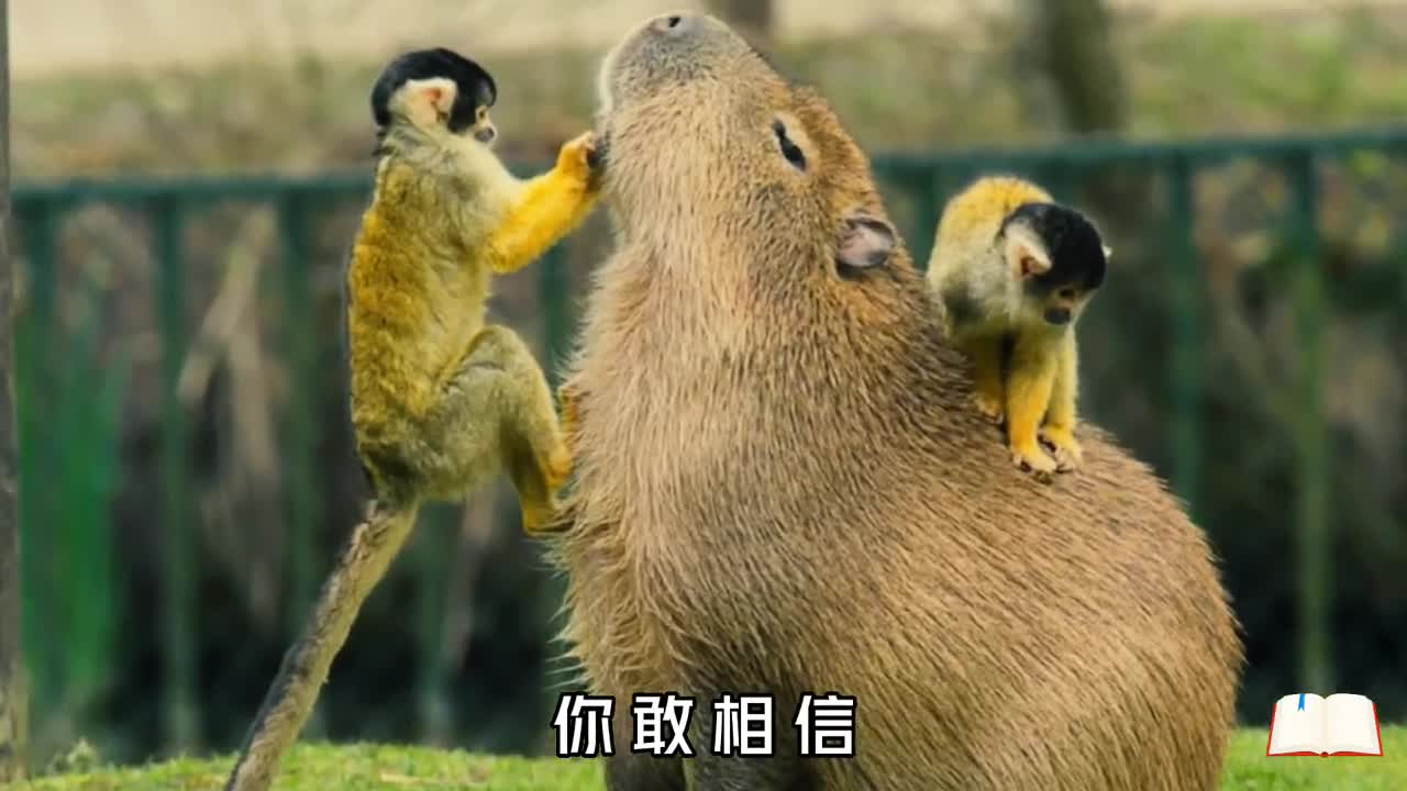 粗粗笨笨的水豚为何是动物界里的交际花