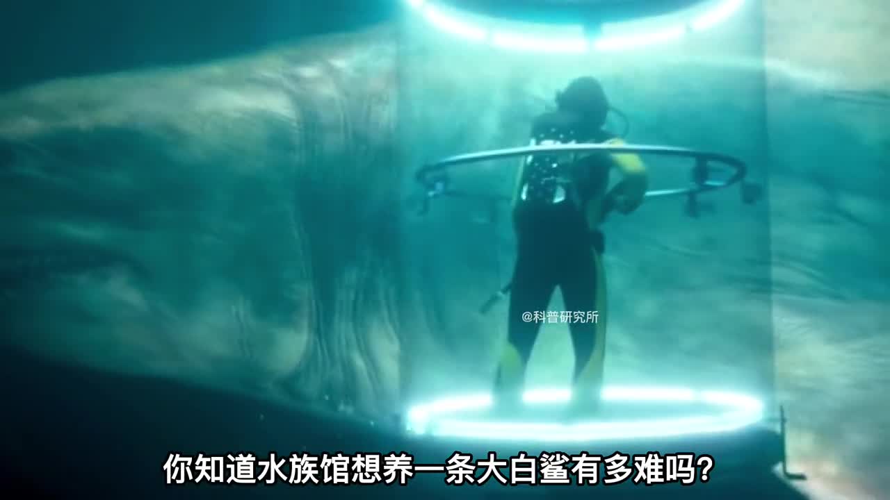 水族馆为什么不敢养大白鲨原因你猜不到三