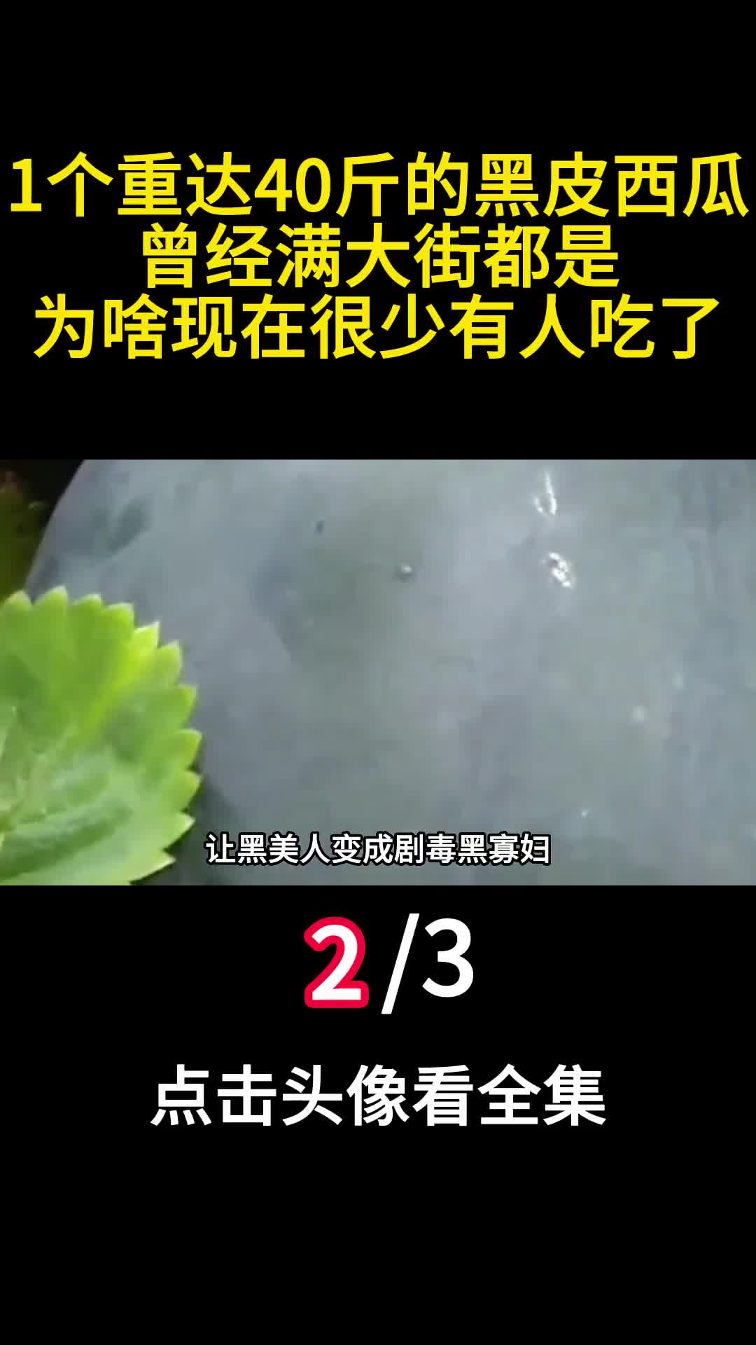 1个重达40斤的黑皮西瓜曾经满大街都是为啥现在很少有人吃了2