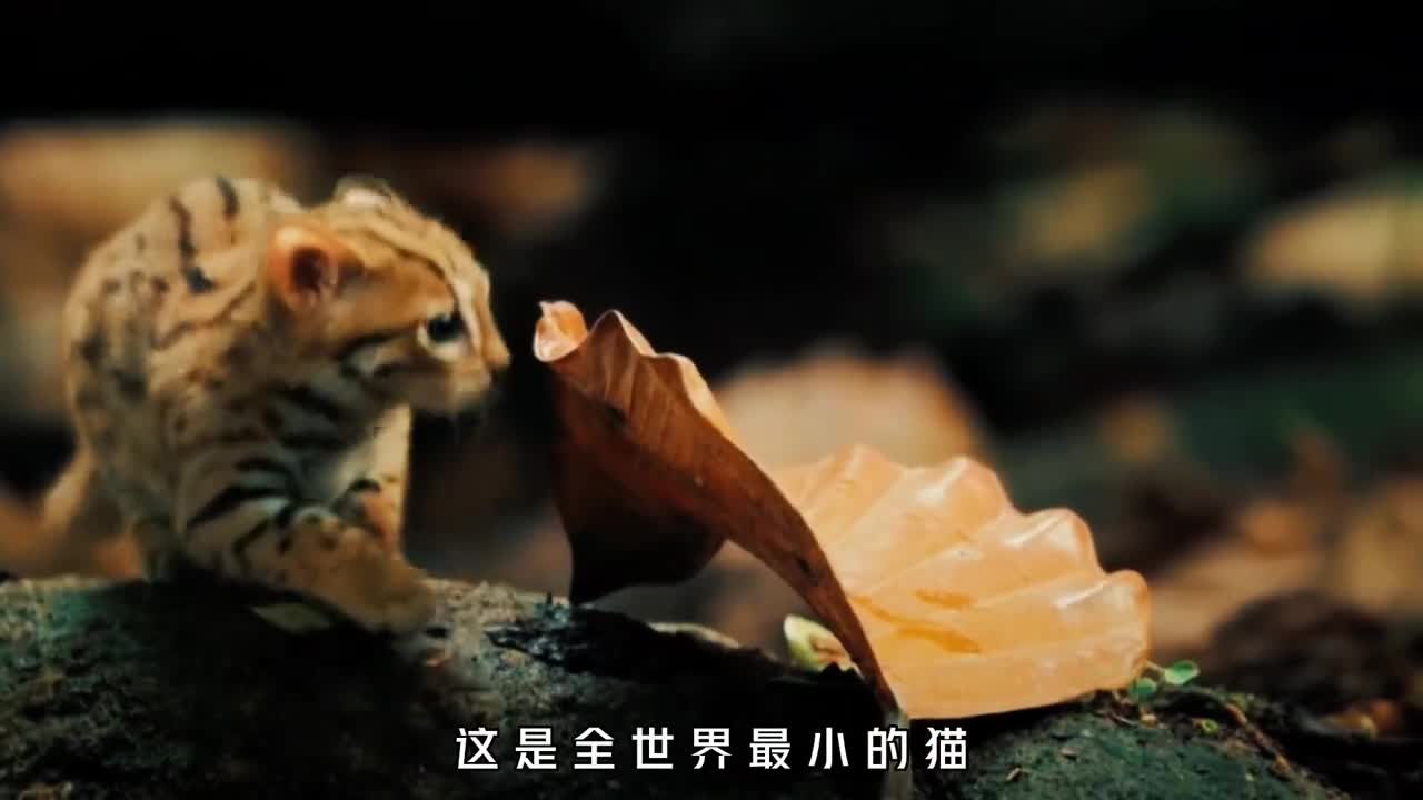 世界上体型最小的猫战斗力却是天花板级的存在