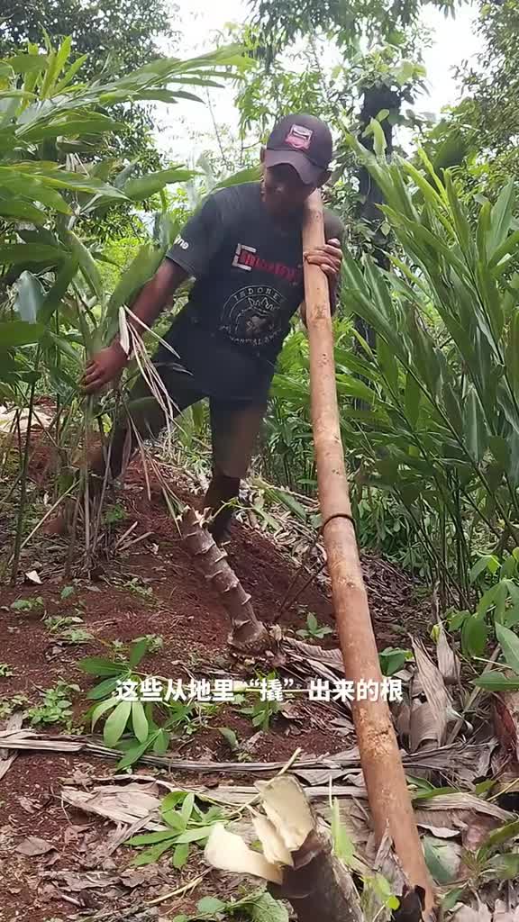 热带农作物木薯为什么拔起来这么费劲