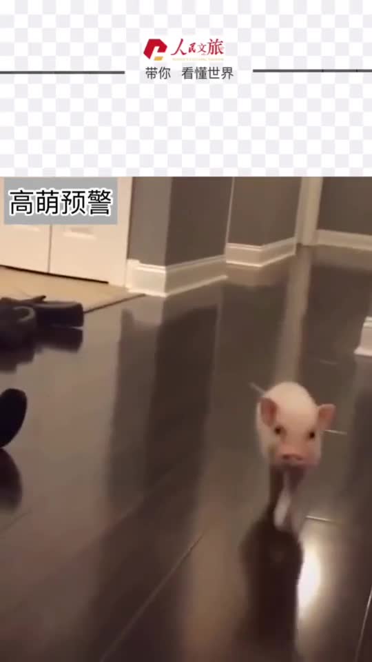 它来了它来了它甩着尾巴走来了可能是飘了想养一只小猪但是看饿了是怎么肥事