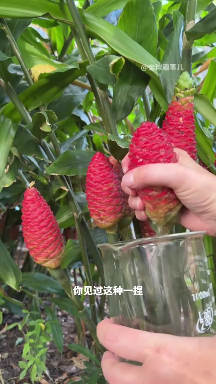 一捏就出汁的红球姜长的像松塔却能爆出天然洗发水