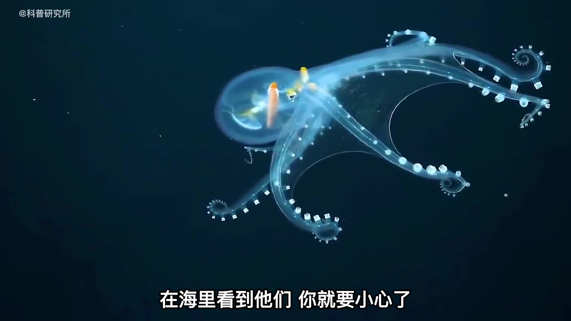 世界上最奇怪的鱼最后一个不像是地球生物三