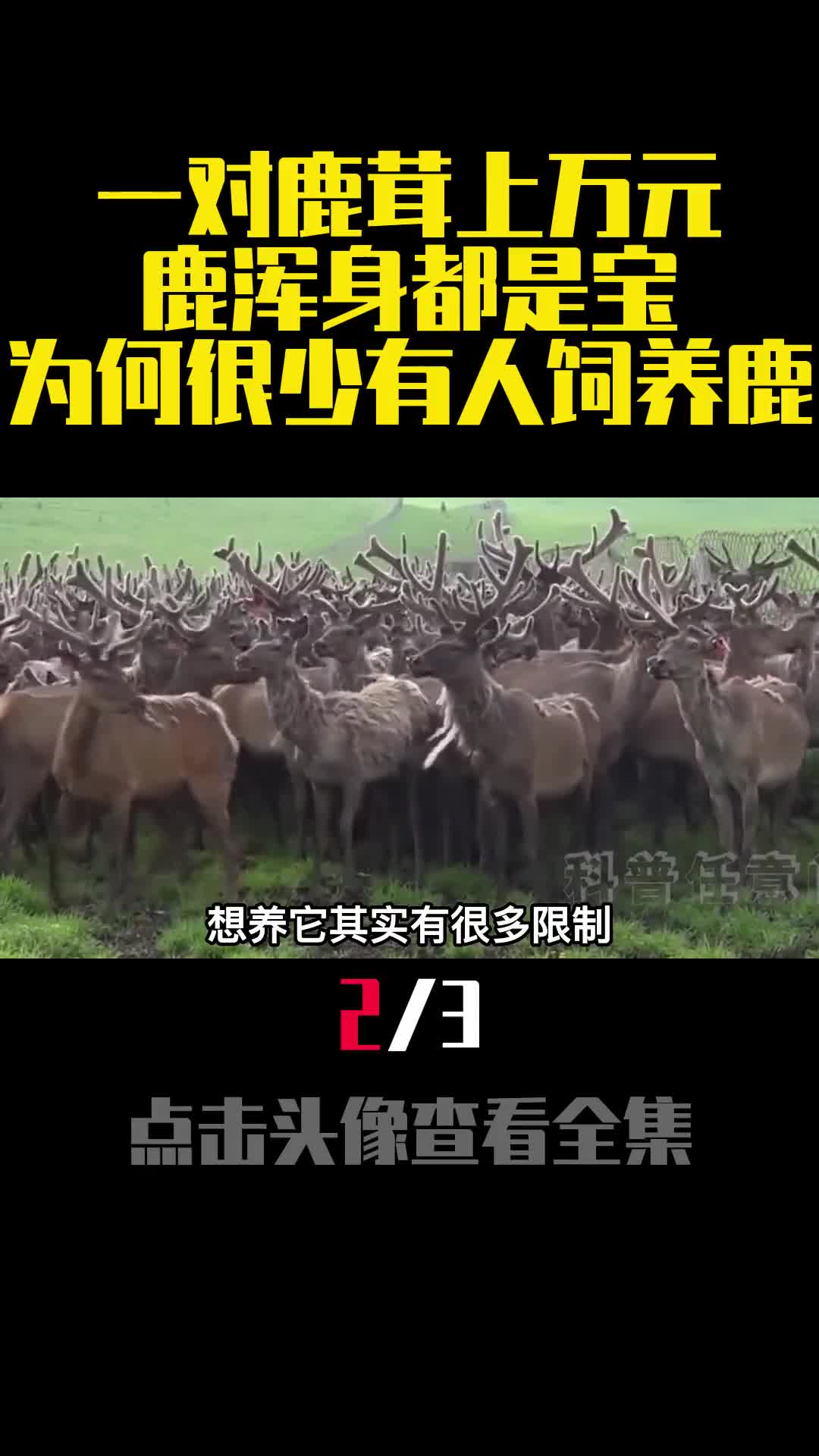 一对鹿茸上万元鹿浑身都是宝为何很少有人饲养鹿2