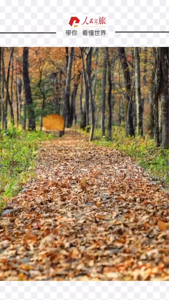 秋深草木枯迎头金叶炫不必纠结当下也不用担忧未来