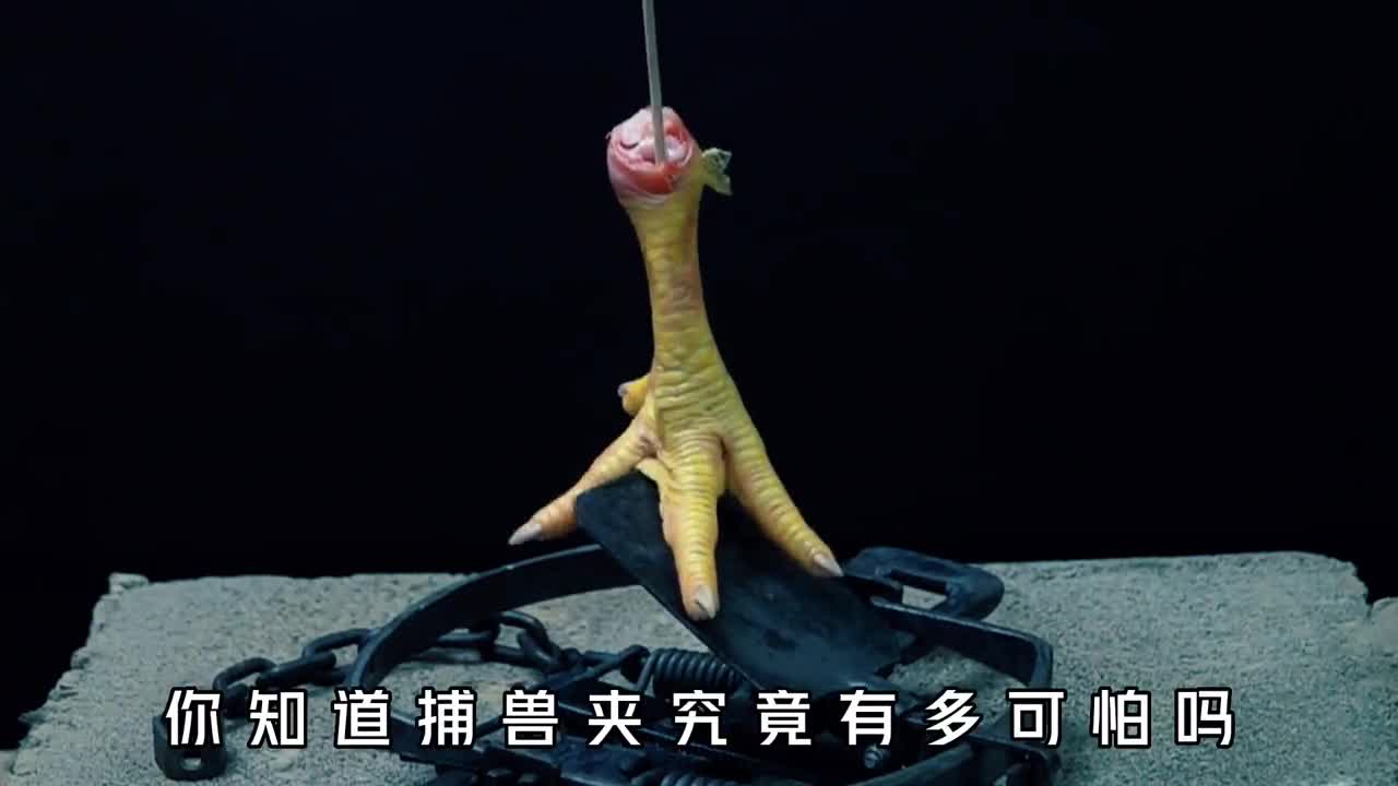 捕兽夹究竟有多可怕壮如棕熊也只能束手就擒