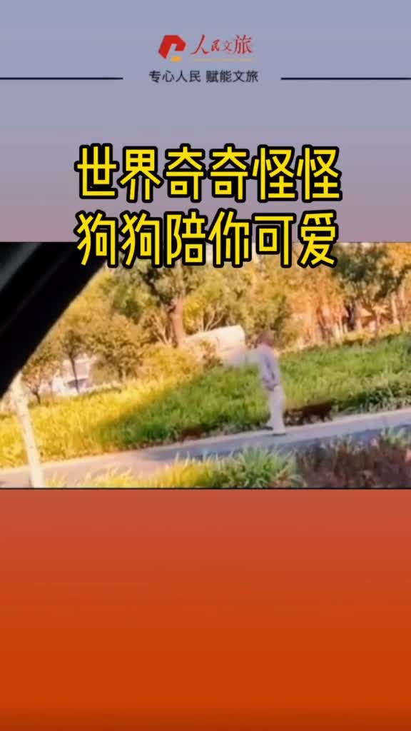 世界奇奇怪怪狗狗陪你可爱