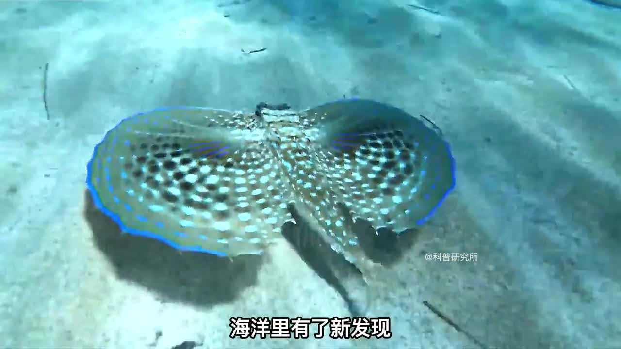 最新发现的海洋十大剧毒生物最后一个好漂亮三