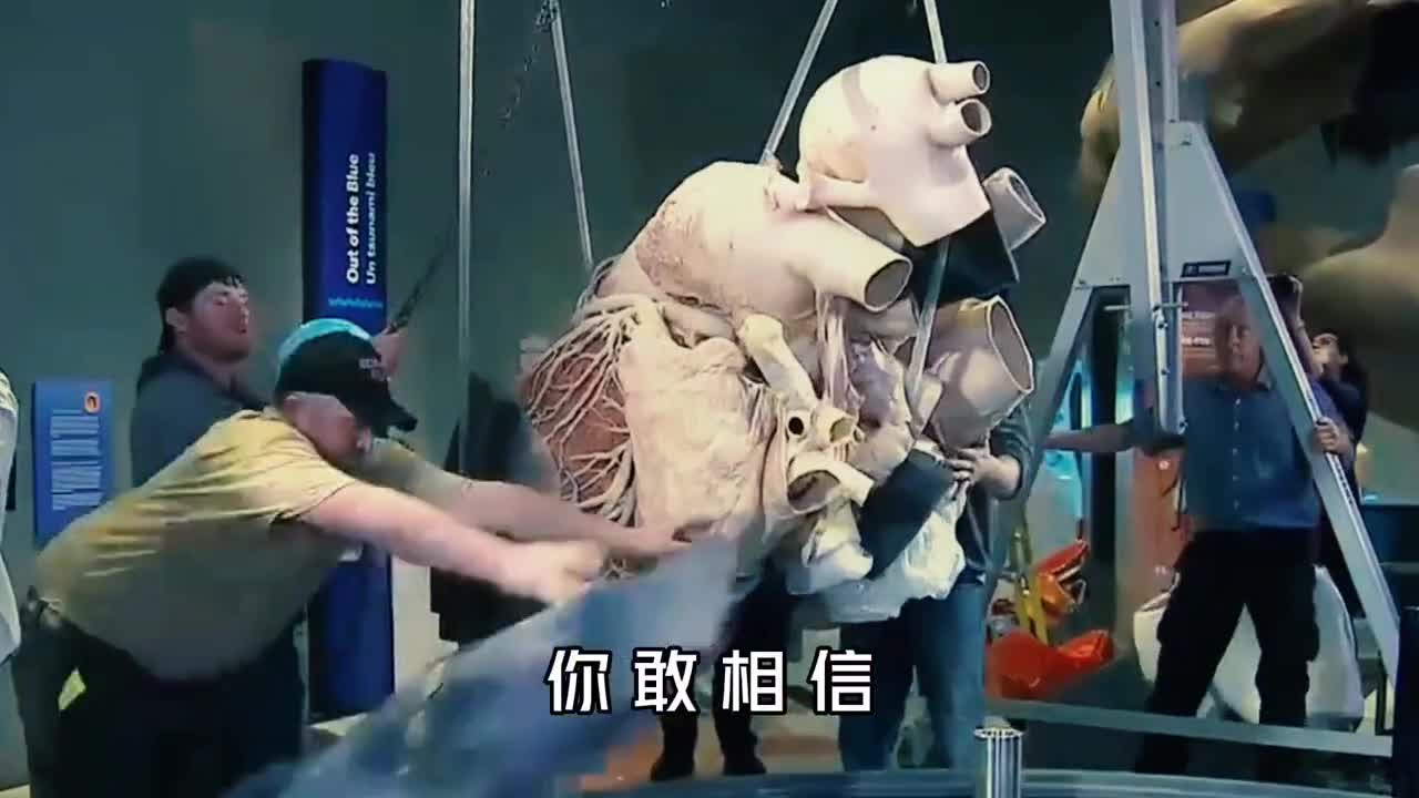世界上最大的心脏重360斤比小汽车还大它是谁的心脏
