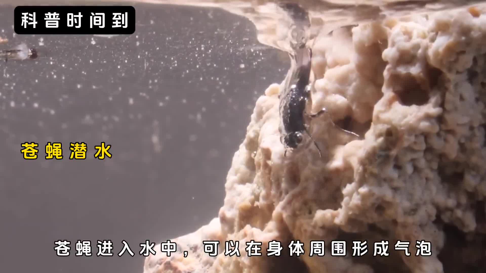 微距世界下没有任何细节可以逃脱