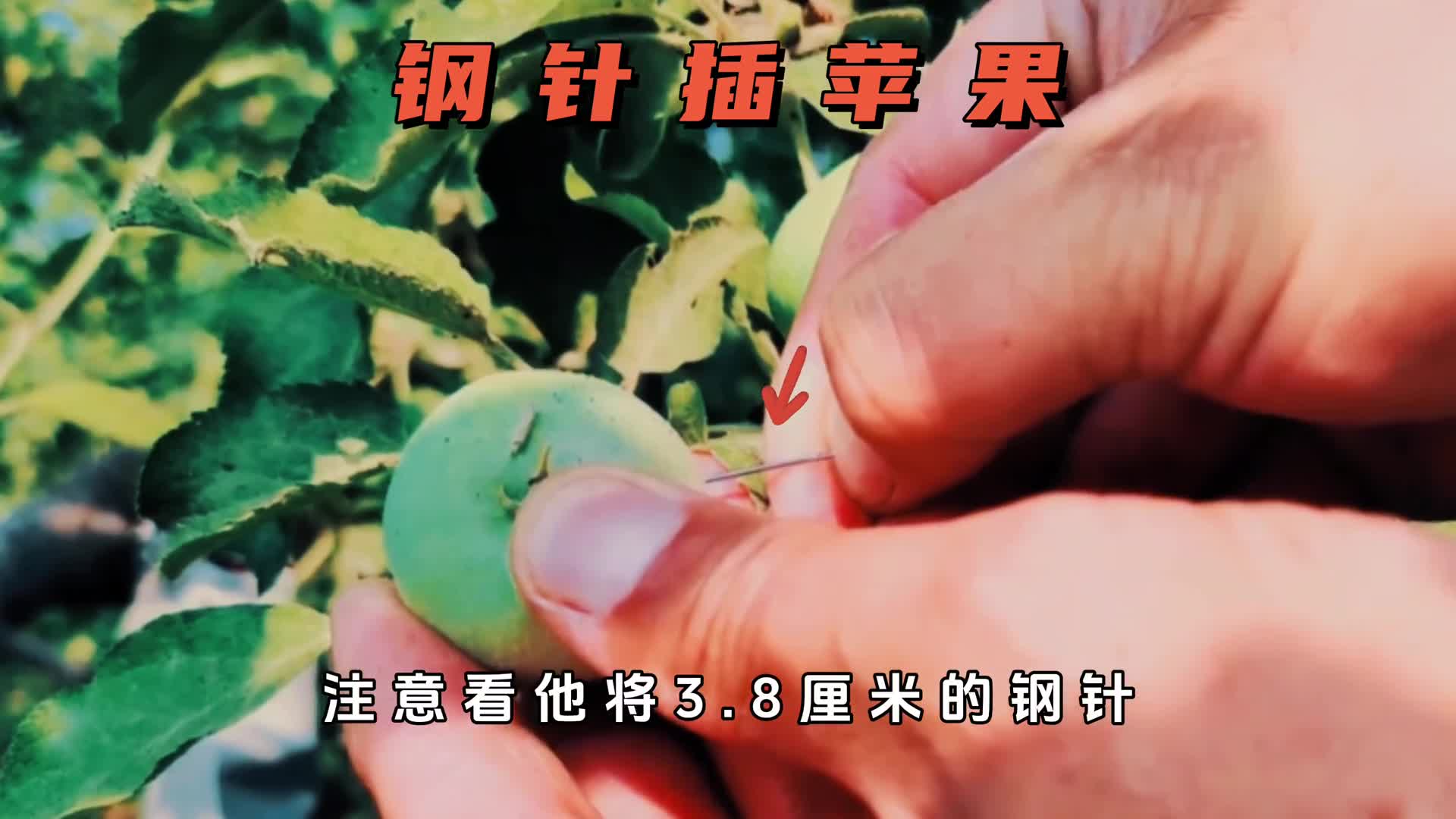钢针插进苹果中这样的行为艺术却成就了伟大艺术家
