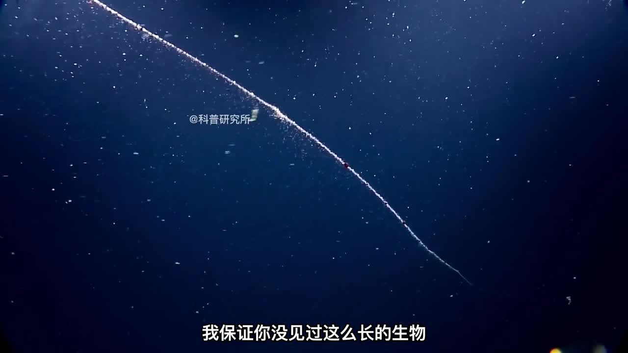 世界上最长的生物你见过它吗二