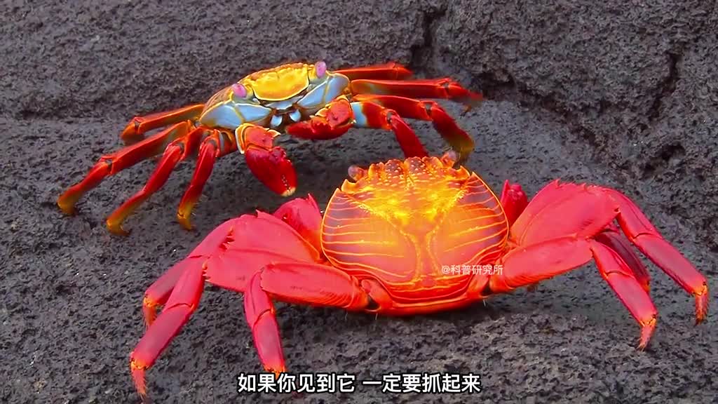 你见过由龙虾进化变成的螃蟹吗十种奇怪又好看的螃蟹大盘点三