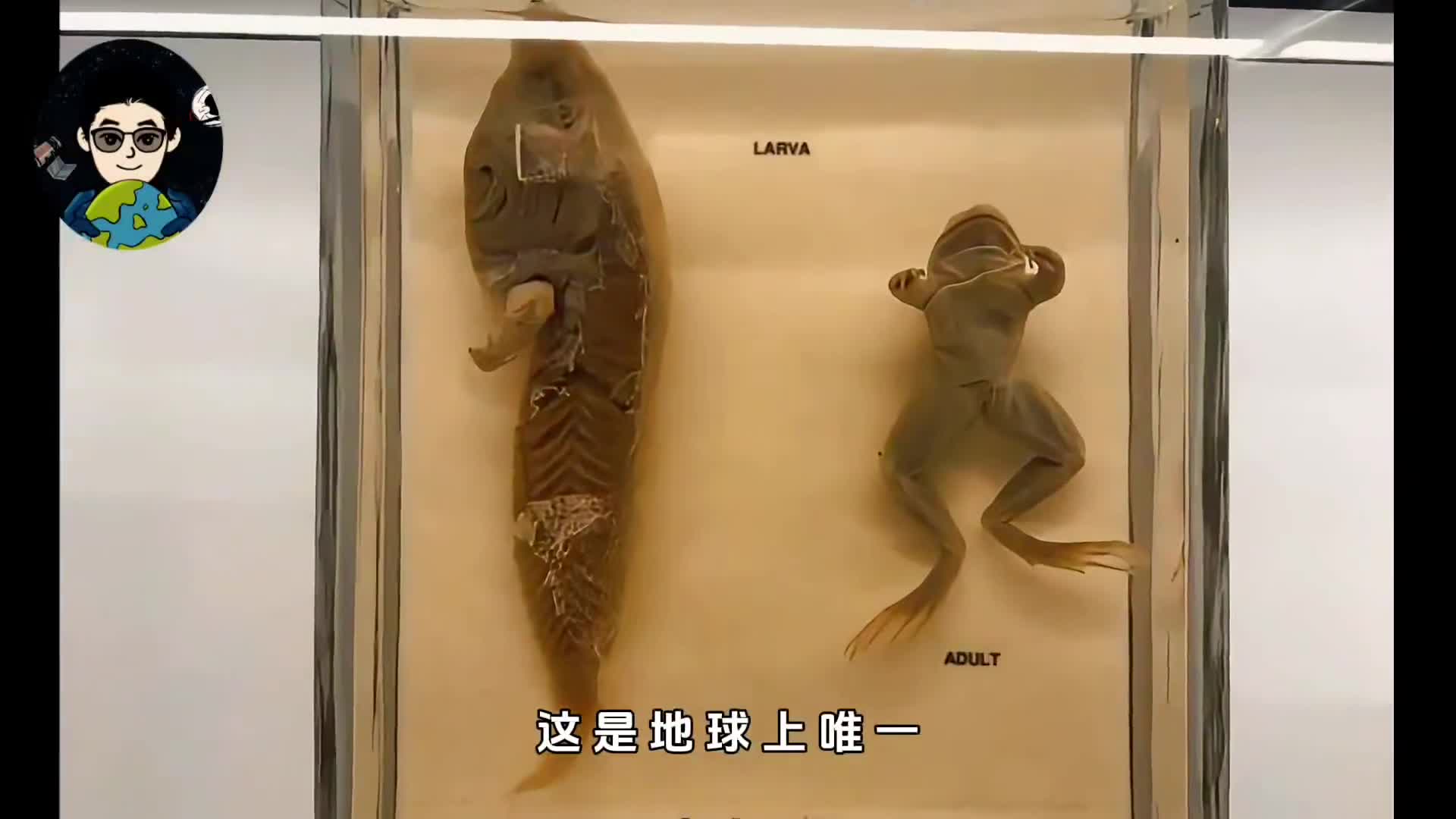 世界上唯一越长越小的动物悖论蛙究竟有多奇葩