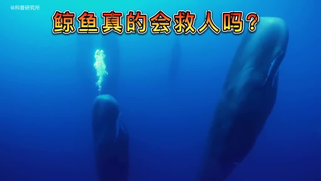 居然发现了喜欢人类的海洋生物有你认识的吗一