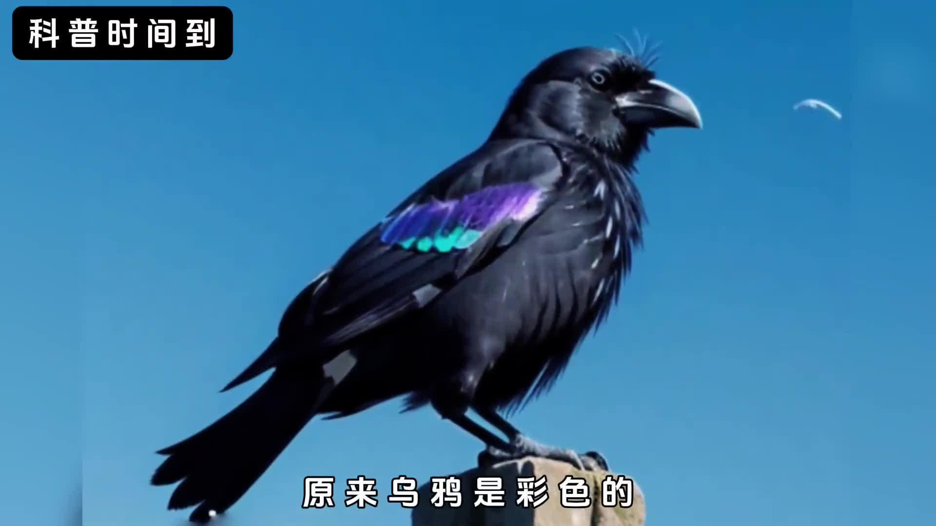 真的有五彩斑斓的乌鸦