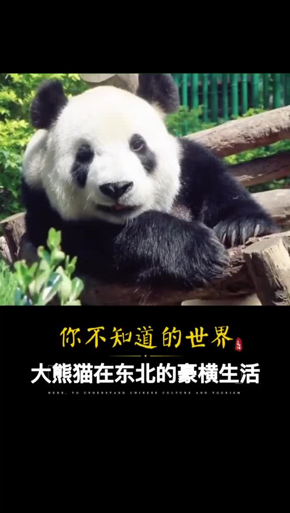 国宝大熊猫的日常撸串泡澡生日冰蛋糕你见过么