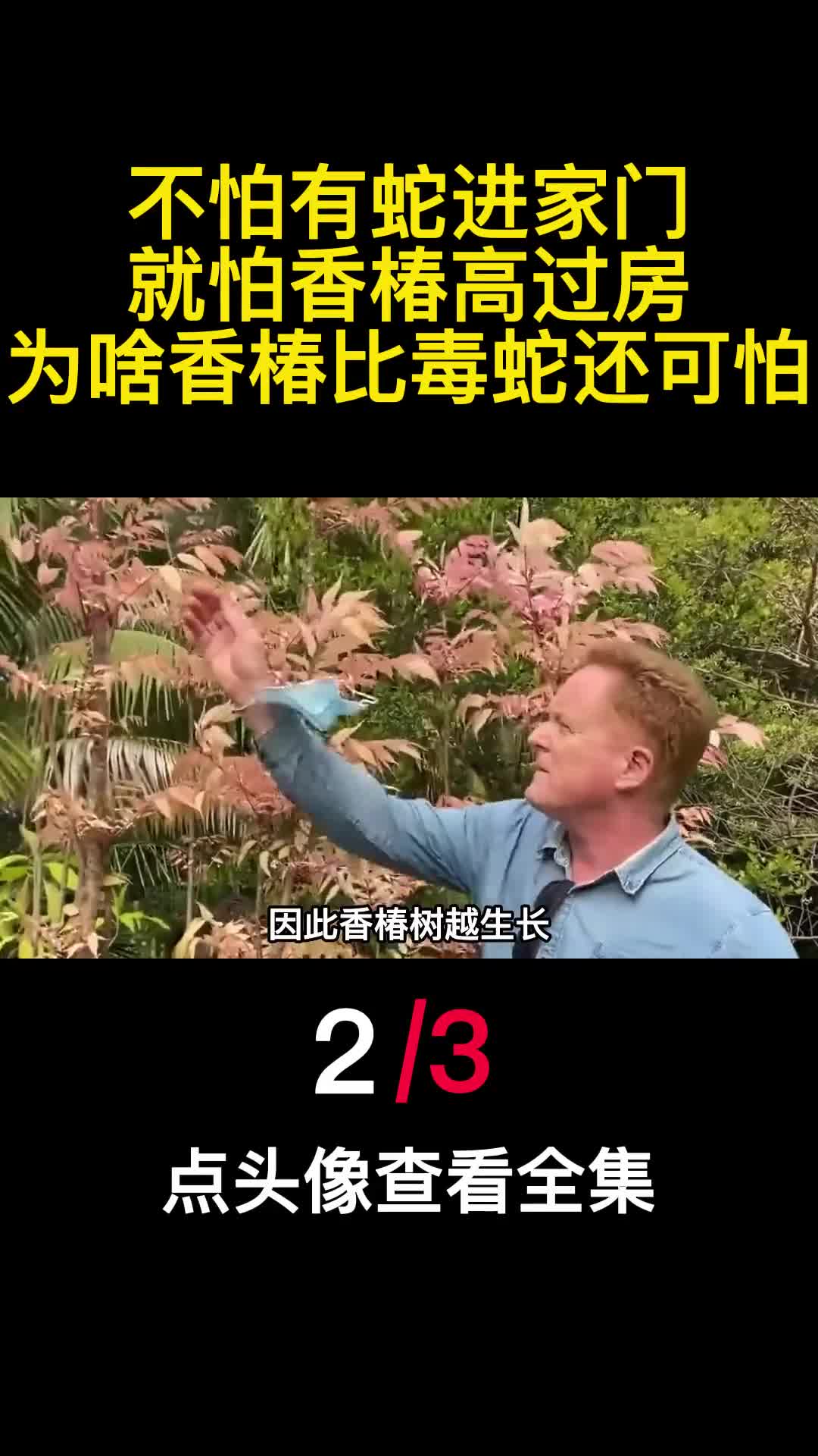 不怕有蛇进家门就怕香椿高过房为啥香椿比毒蛇还可怕2