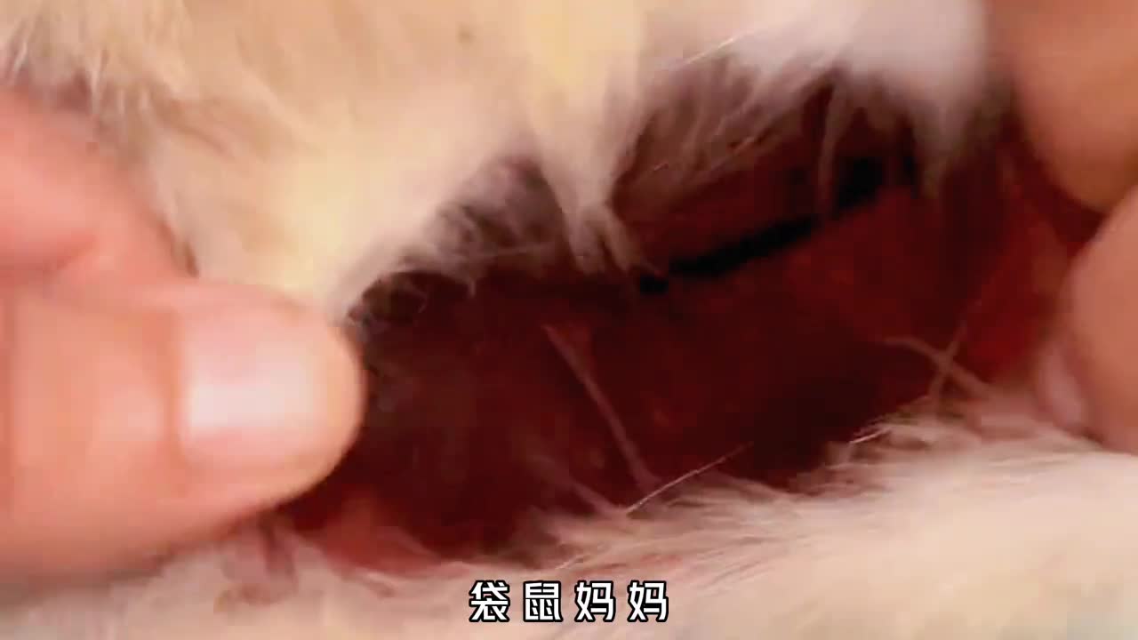 袋鼠的育儿袋里究竟有什么为什么它是最惨国宝